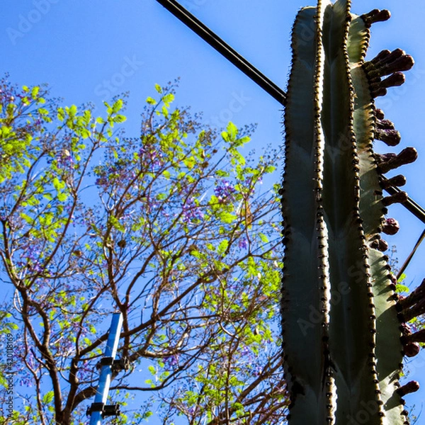 Obraz cactus in bloom