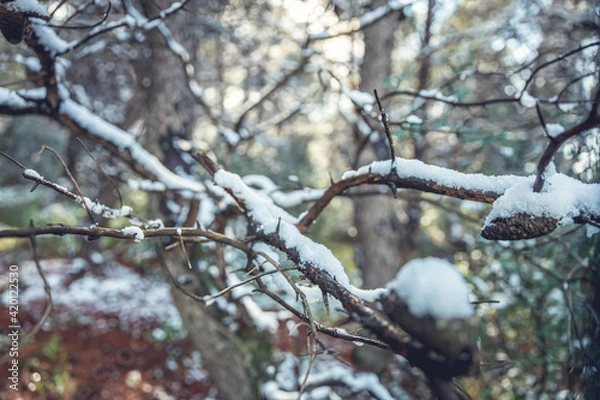Fototapeta snow covered branches