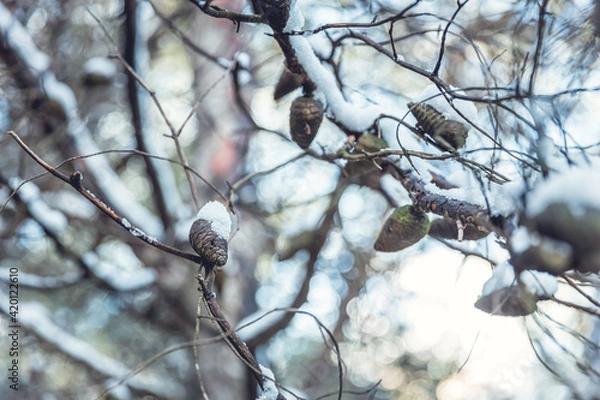 Fototapeta snow covered branches
