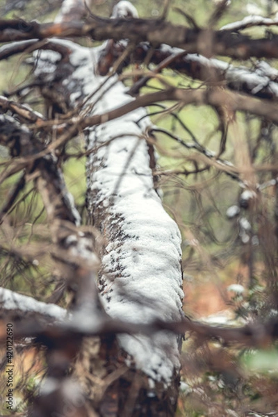 Fototapeta snow covered branches