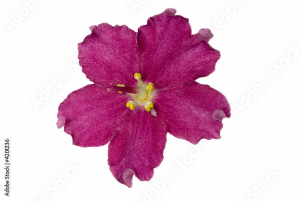 Fototapeta red isolated violet