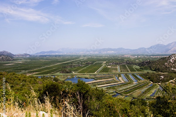 Obraz Rice fields in Croatia