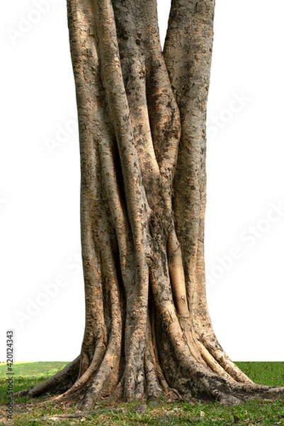 Fototapeta Picture of roots tree cut isolated on white background