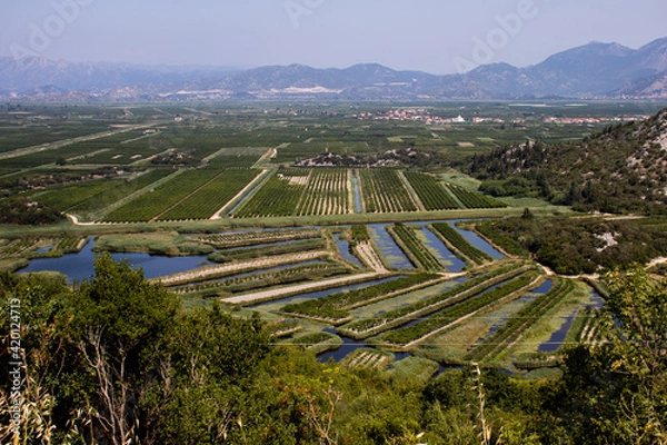 Obraz Rice fields in Croatia
