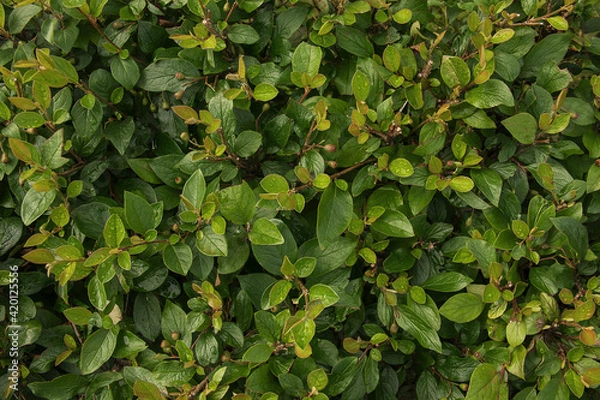 Fototapeta Closeup of hedge of shrub cotoneaster lucidus for the background texture. Green leaves with rain drops nature wallpaper