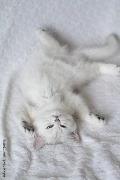 Obraz white fluffy cat