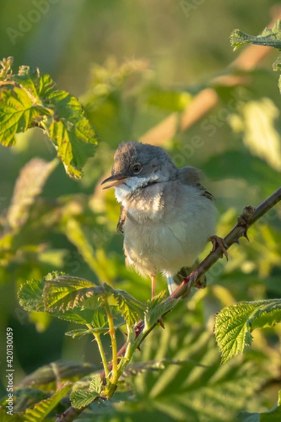 Obraz Whitethroat bird, Sylvia communis, foraging in a meadow