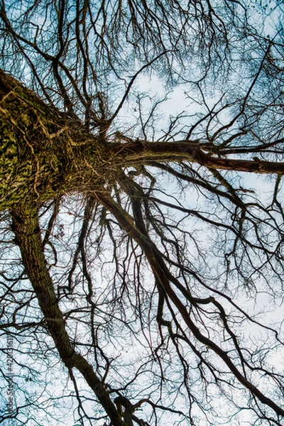 Fototapeta Baumstamm