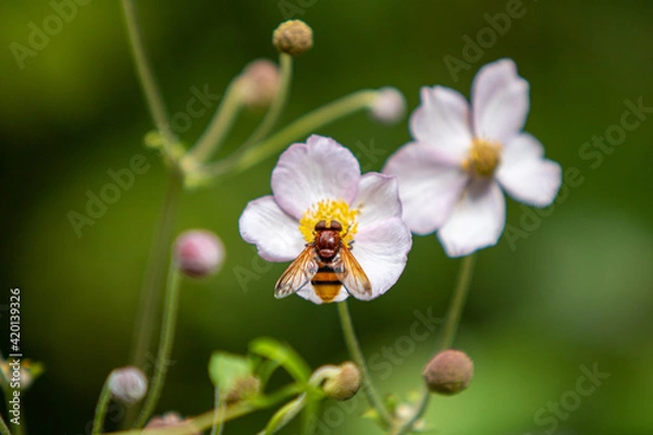 Obraz flower and bee