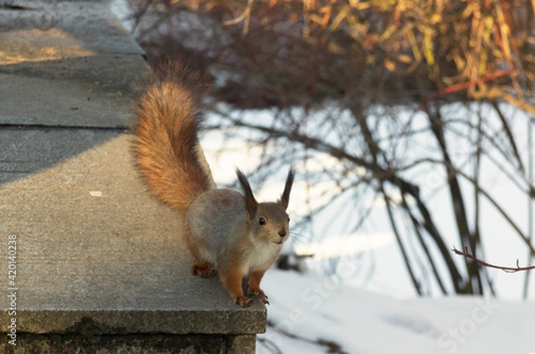 Obraz A cute squirrel was in the park