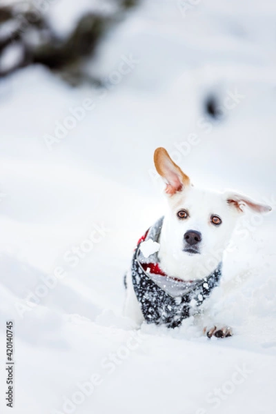 Obraz dog in snow