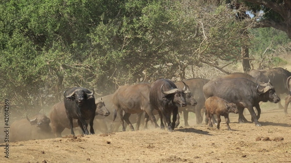 Obraz African Buffalo