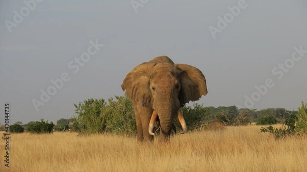 Obraz African Elephant