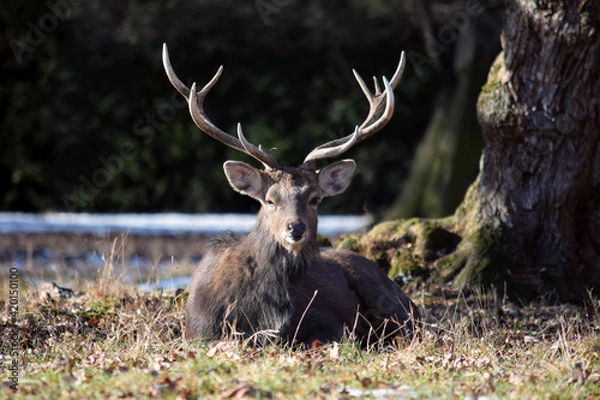 Obraz Dybowskii Deer Lying on Grass Winter