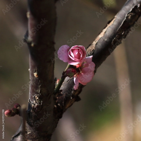 Obraz Bloom Plum in Spring