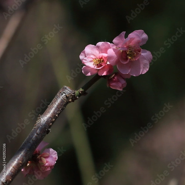 Obraz Bloom Plum in Spring