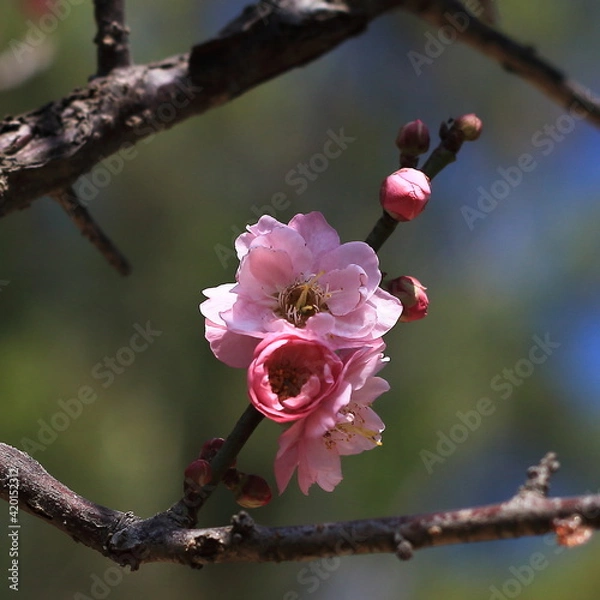 Obraz Bloom Plum in Spring