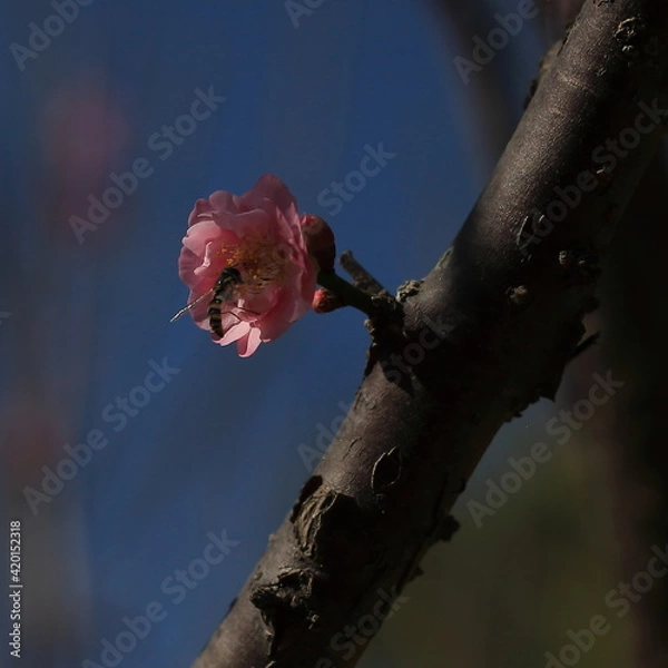Obraz Bloom Plum in Spring