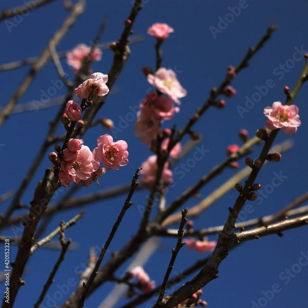 Obraz Bloom Plum in Spring