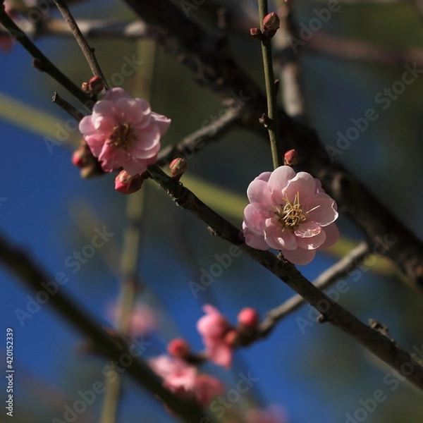 Obraz Bloom Plum in Spring