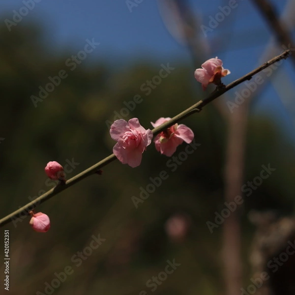 Obraz Bloom Plum in Spring