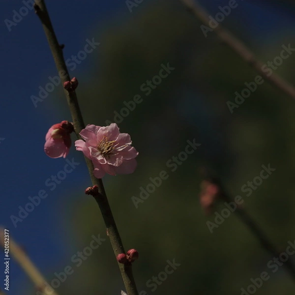 Obraz Bloom Plum in Spring