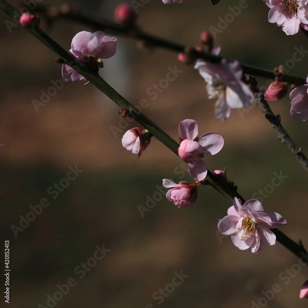 Obraz Bloom Plum in Spring