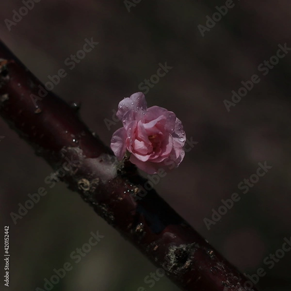 Obraz Bloom Plum in Spring