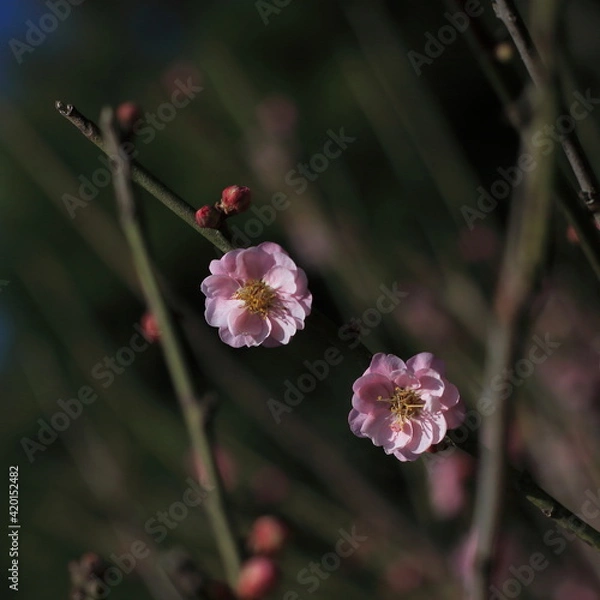 Obraz Bloom Plum in Spring