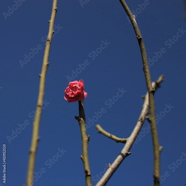 Obraz Bloom Plum in Spring