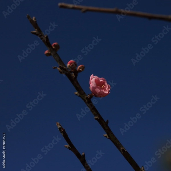 Obraz Bloom Plum in Spring