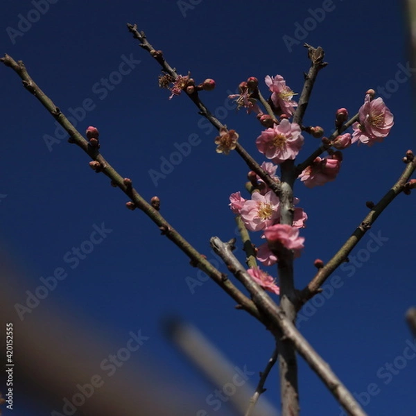 Obraz Bloom Plum in Spring