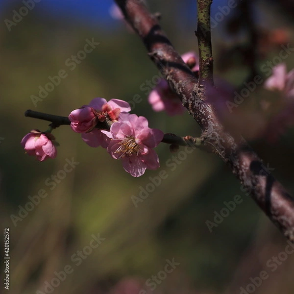 Obraz Bloom Plum in Spring