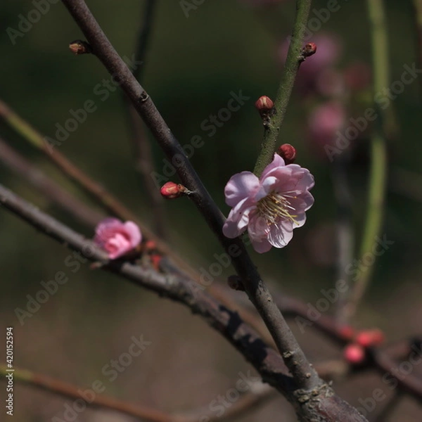 Obraz Bloom Plum in Spring