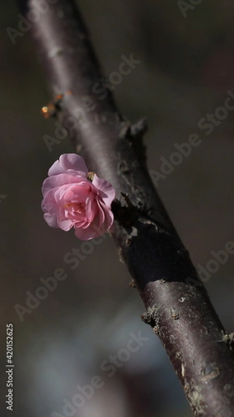 Obraz Bloom Plum in Spring