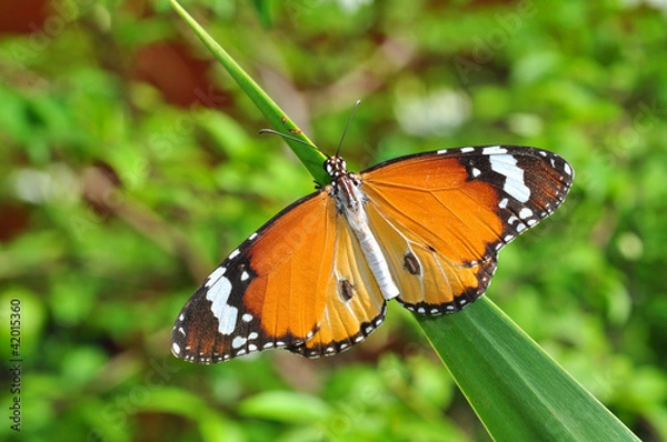 Obraz Monarch butterfly on leaf
