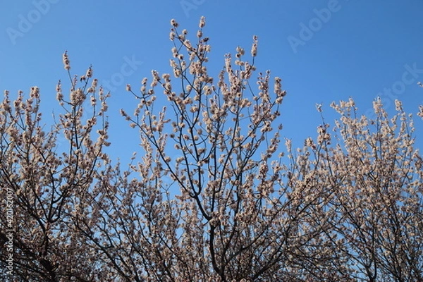 Obraz Bloom Plum in Spring