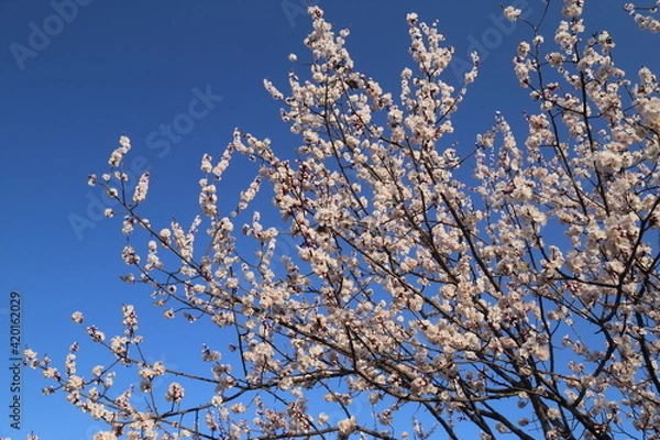 Obraz Bloom Plum in Spring