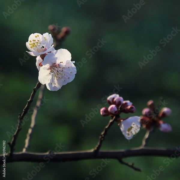 Obraz Bloom Plum in Spring