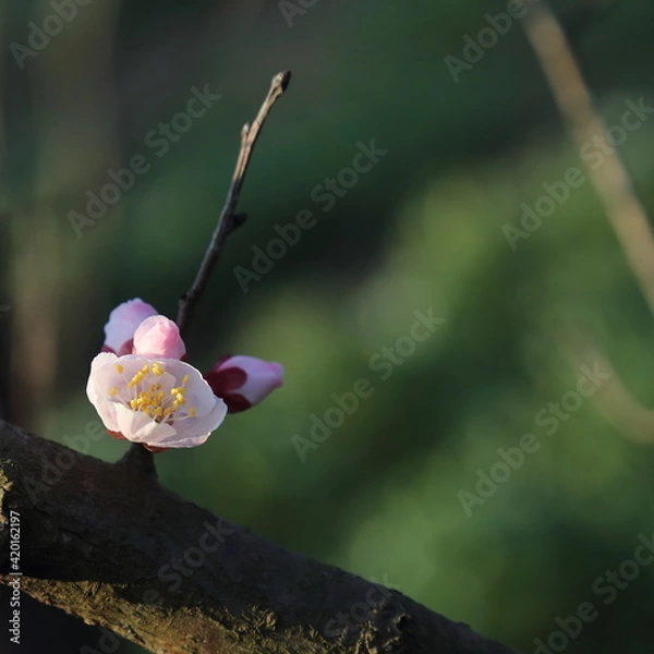 Obraz Bloom Plum in Spring