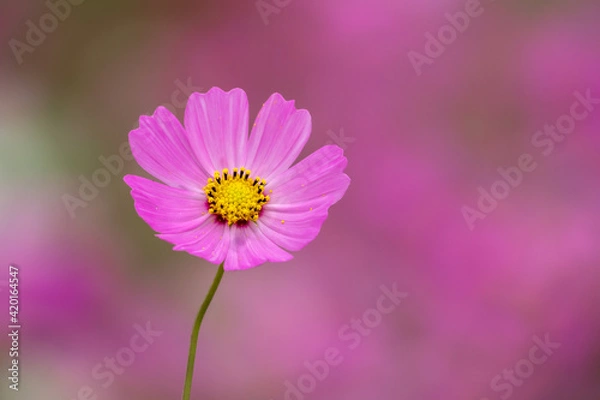 Fototapeta コスモス畑　秋のイメージ