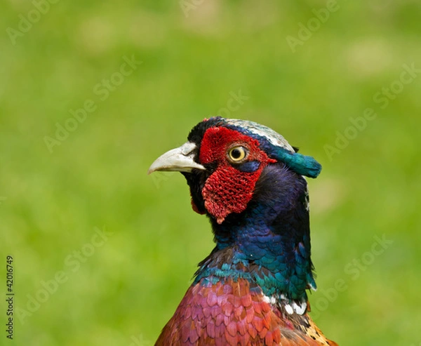 Fototapeta Common Pheasant Head