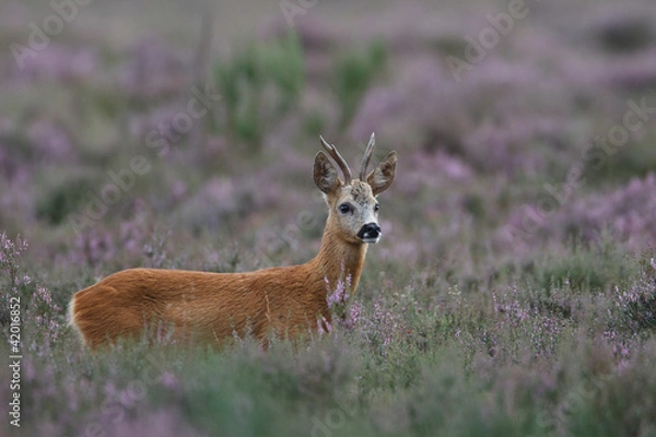 Obraz roe deer