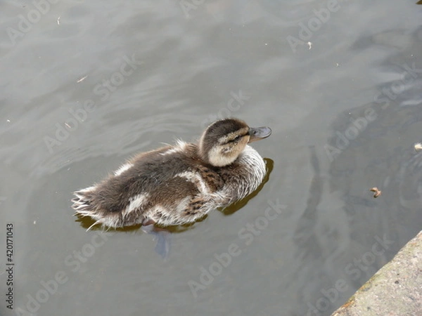 Obraz Little duckling on the water