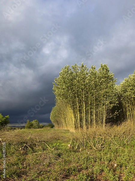 Obraz storm clouds over poplars