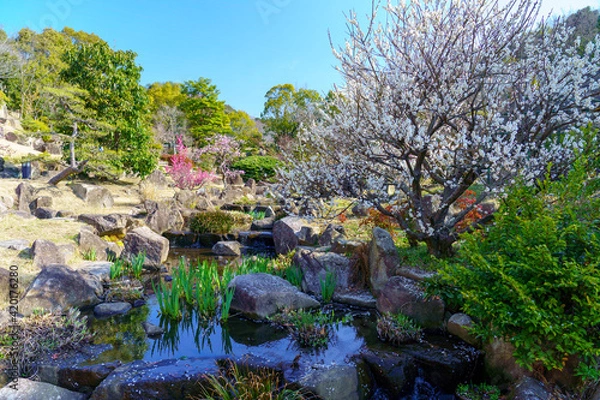Obraz 山口県光市　冠山総合公園の梅