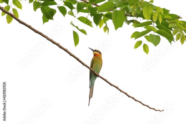 Fototapeta Beautiful Merops philippinus bird perched on a branch. 