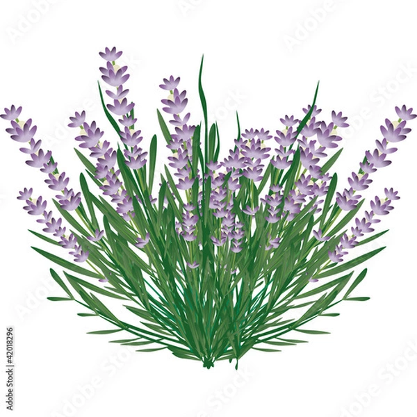 Obraz lavanda
