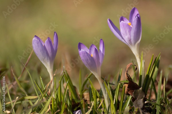 Fototapeta Krokusse