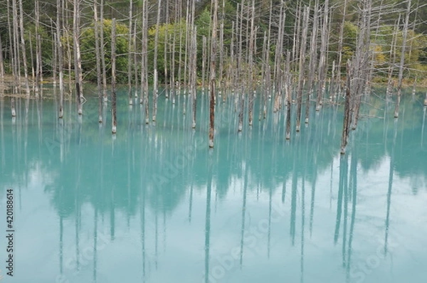 Fototapeta 立ち枯れの木々の中にある青池